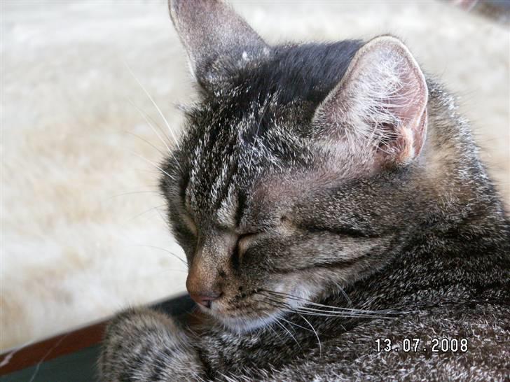 Huskat fenja billede 19