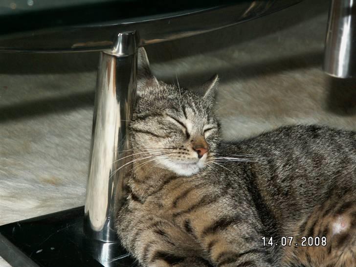 Huskat fenja billede 20