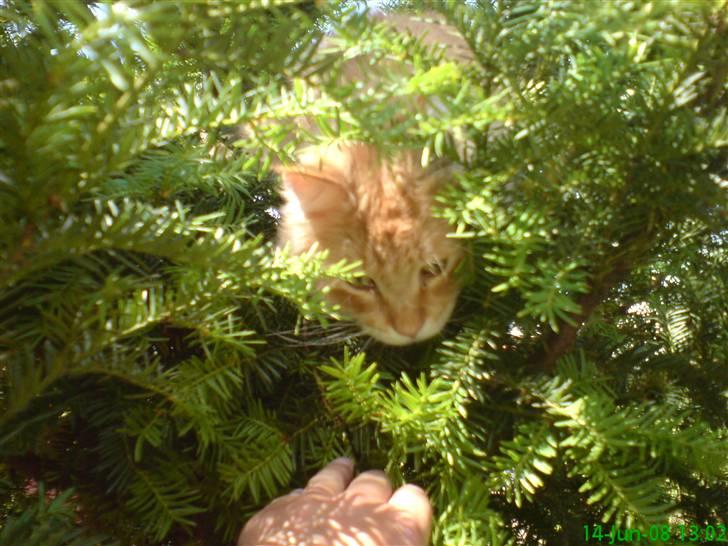 Maine Coon Victor - kuk kuk her er jeg... billede 20