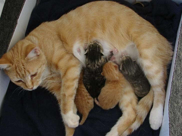 Huskat Rosa - Rosa med killingerne billede 1