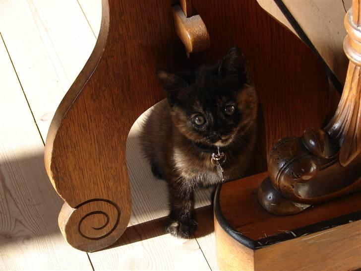 Huskat Kat-ja billede 2