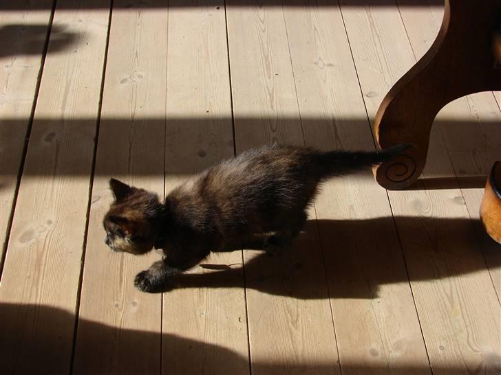 Huskat Kat-ja billede 3