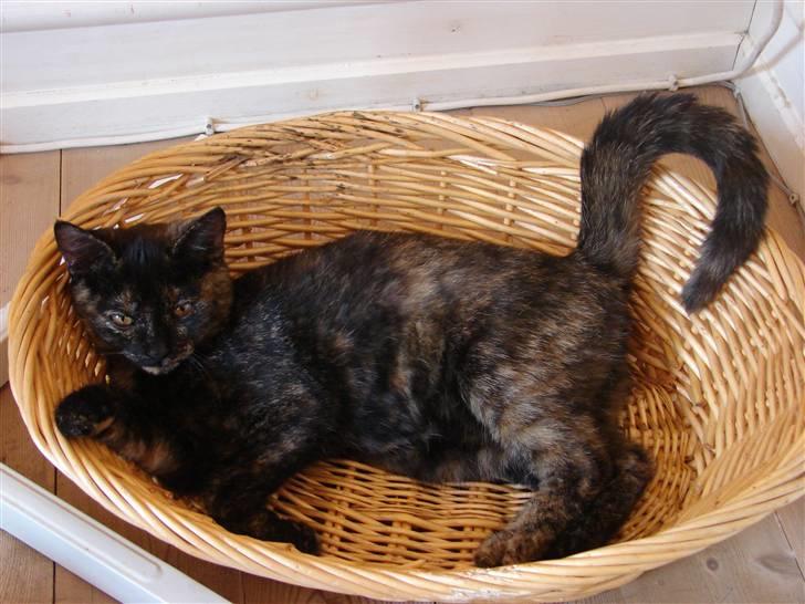 Huskat Kat-ja billede 4