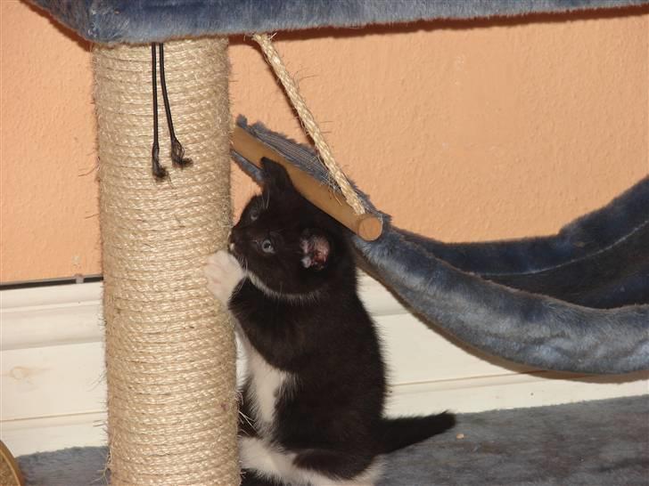 Huskat Sofus billede 1