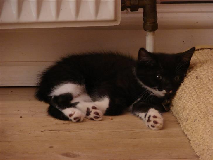 Huskat Sofus billede 2