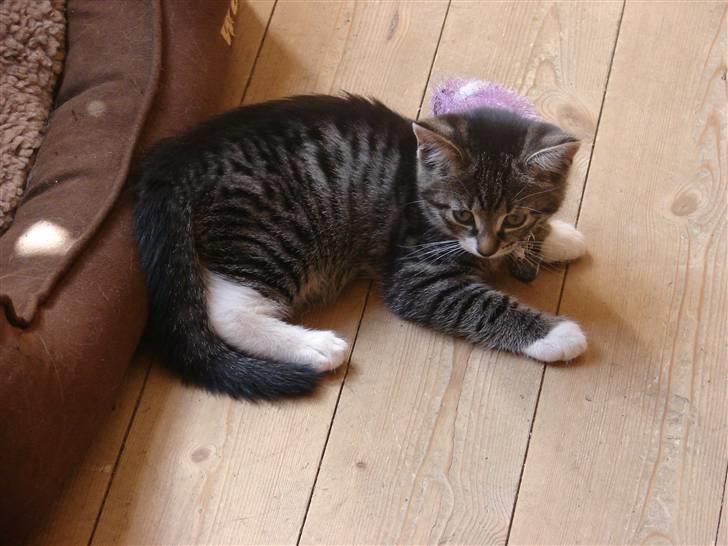 Huskat Sacha - Sacha billede 1