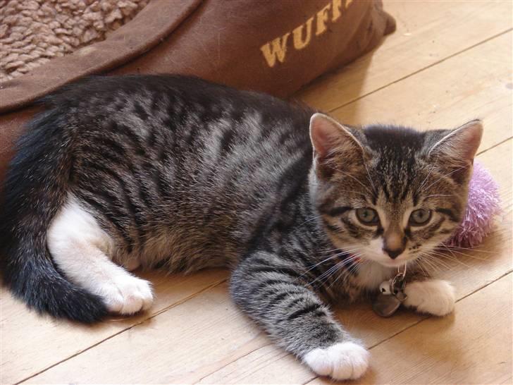 Huskat Sacha - Sacha billede 2