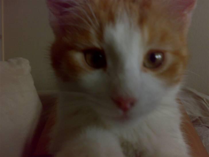 Huskat sunchine - her er hun tæt på billede 2