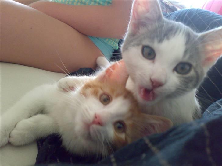 Huskat sunchine - Her hygger hun sig sammen med sin katte venninde princess billede 3