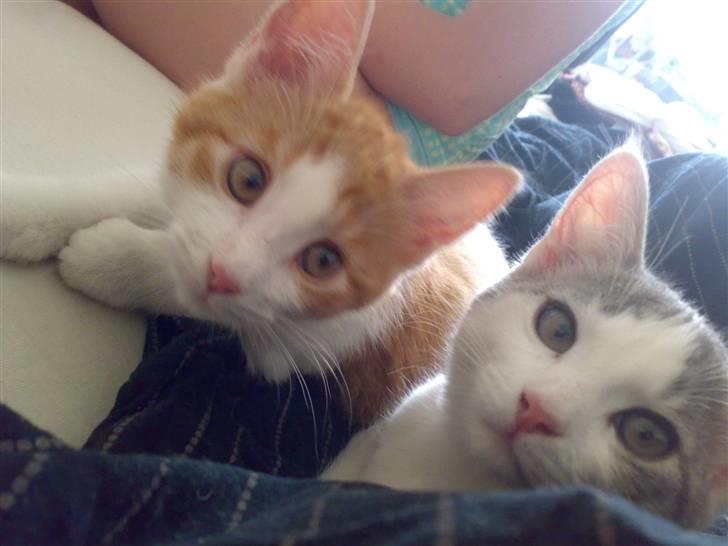 Huskat sunchine - her hygger de sig os også billede 4