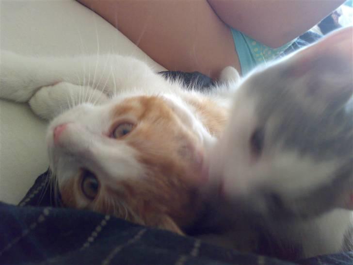 Huskat sunchine - her er det kun sunchine der ligger stille nok til at det bliver et godt billede billede 5