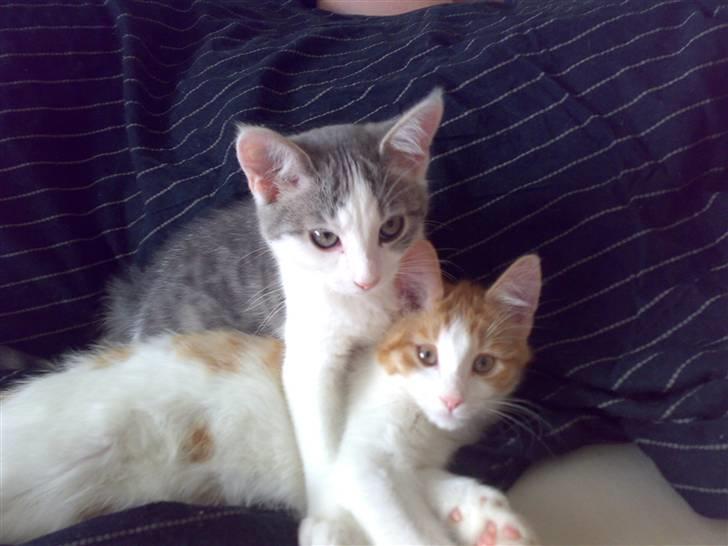 Huskat Princess - nej hvor de elsker hinnanden billede 2