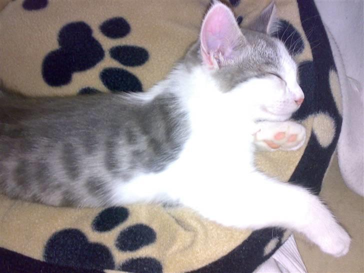 Huskat Princess - hun elsker at sove... billede 3