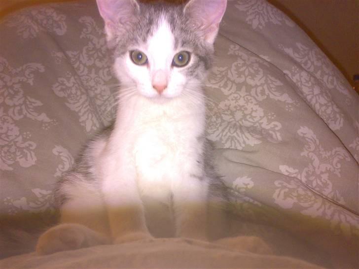 Huskat Princess - Sådan kan hun rigtig godt lide at sidde billede 4