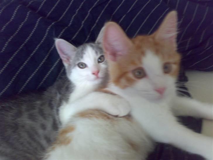 Huskat Princess billede 5