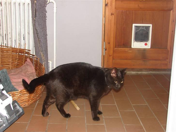 Huskat Charlie - Charlie billede 1