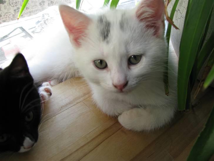 Huskat Pinky billede 11