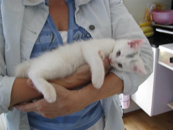 Huskat Pinky billede 12