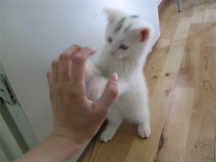 Huskat Pinky billede 13