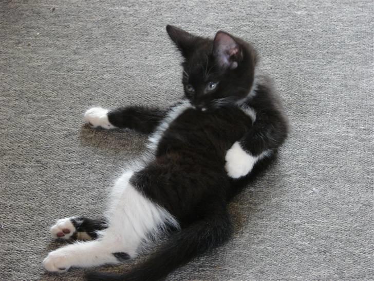 Huskat Sofus billede 3