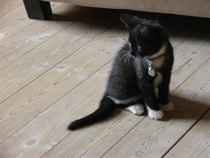 Huskat Sofus billede 4