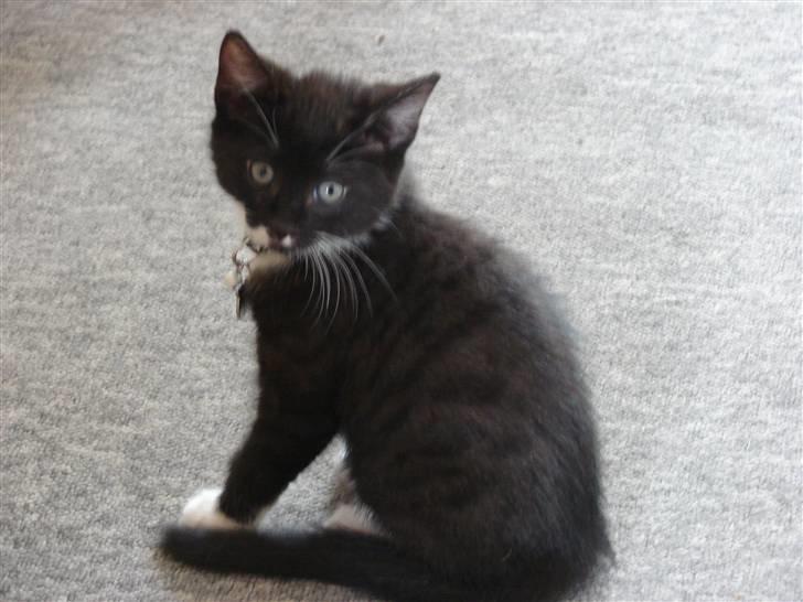 Huskat Sofus billede 5