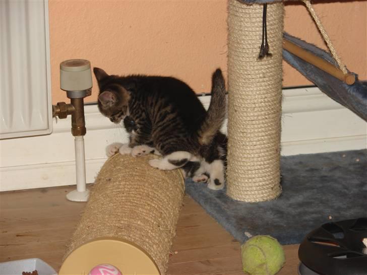 Huskat Sacha - Så skal brormand kanøfles..... billede 3