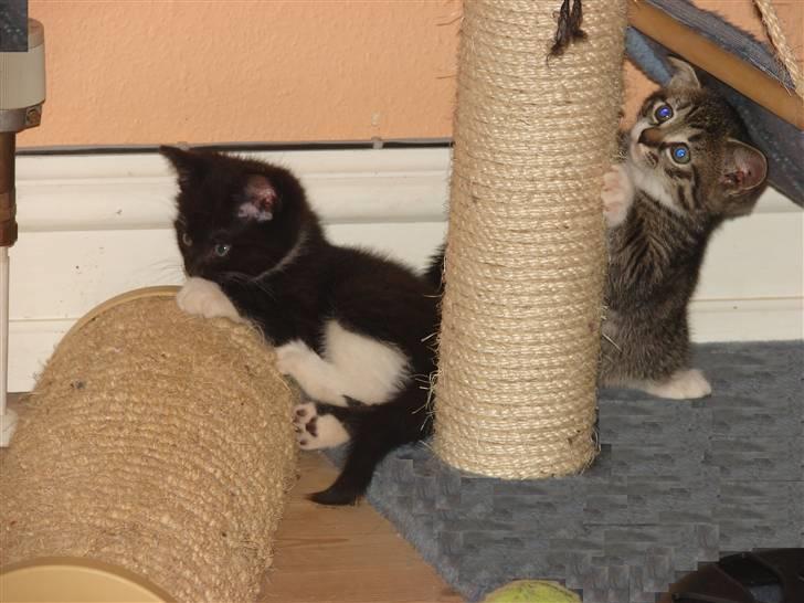 Huskat Sacha - Sacha og Sofus billede 4