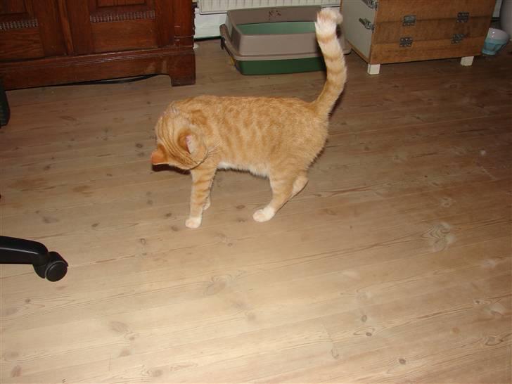 Huskat Rosa - vasketid billede 2