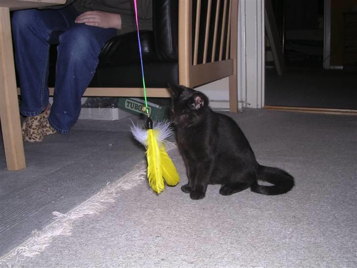 Huskat Panthera Onca Longtail - Du mener da ikk jeg skal jagte den. vel? (1. dag) billede 5