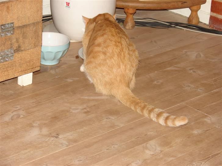 Huskat Rosa - Spisetid billede 3