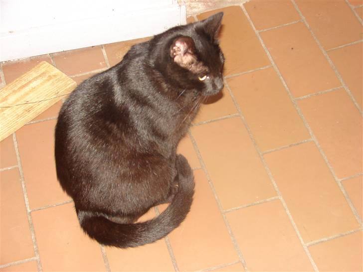 Huskat Charlie - Charlie billede 2