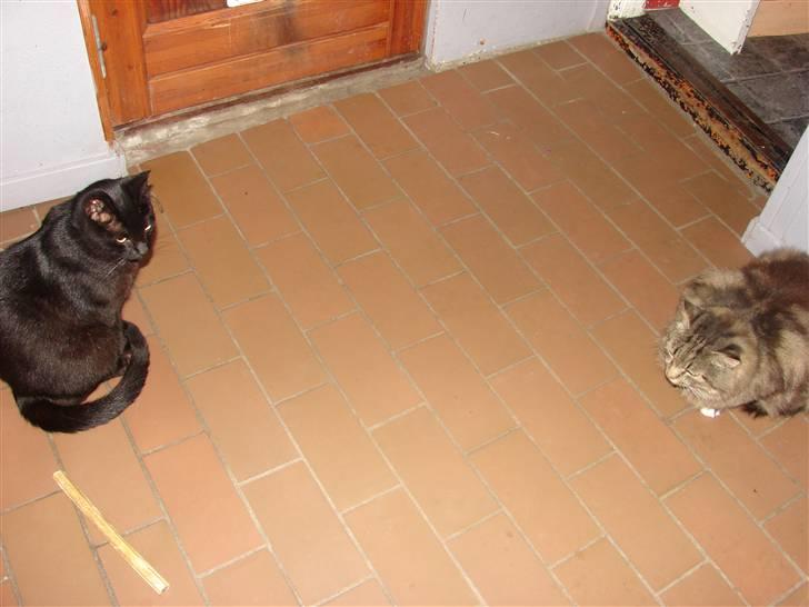 Huskat Charlie - Charlie og Kalle billede 3