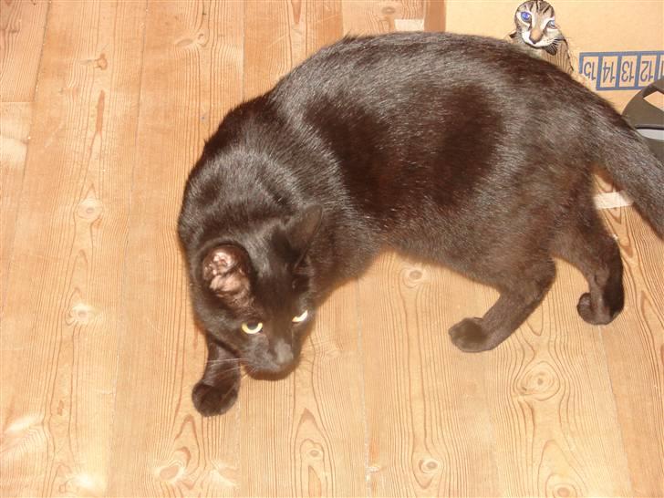 Huskat Charlie - Charlie - og lille Sacha kigger ud fra papkassen bagved billede 4