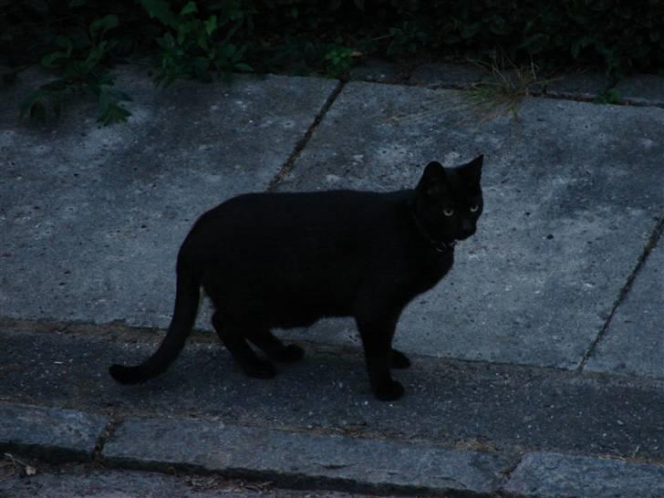 Huskat Charlie - Charlie på aftentur billede 5