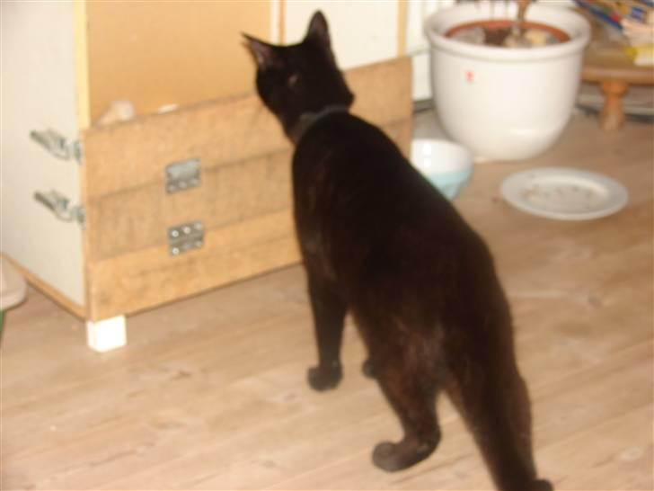 Huskat Charlie - Jeg skal da lige se, hvor mange nevøer og niecer jeg har fået! billede 6