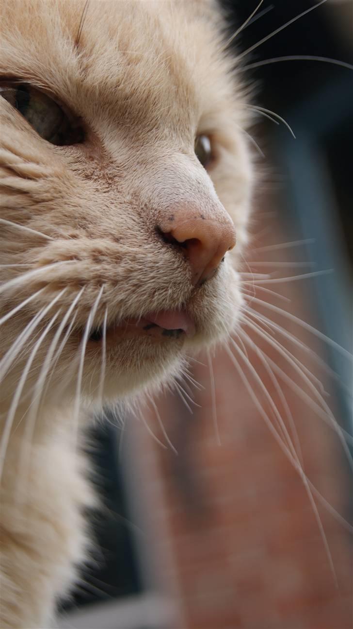 Blanding af racer Louie AFLIVET - NYT billede 10