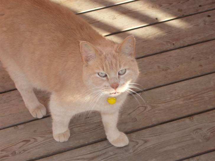 Blanding af racer Louie AFLIVET billede 11