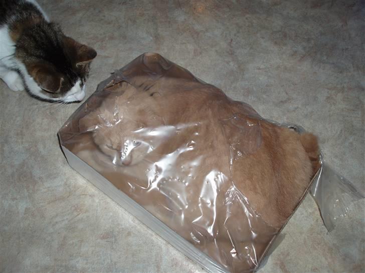 Blanding af racer Louie AFLIVET billede 12