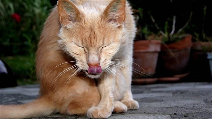 Blanding af racer Louie AFLIVET billede 13