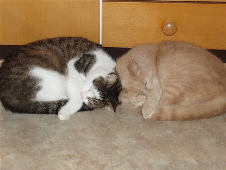 Blanding af racer Louie AFLIVET billede 14