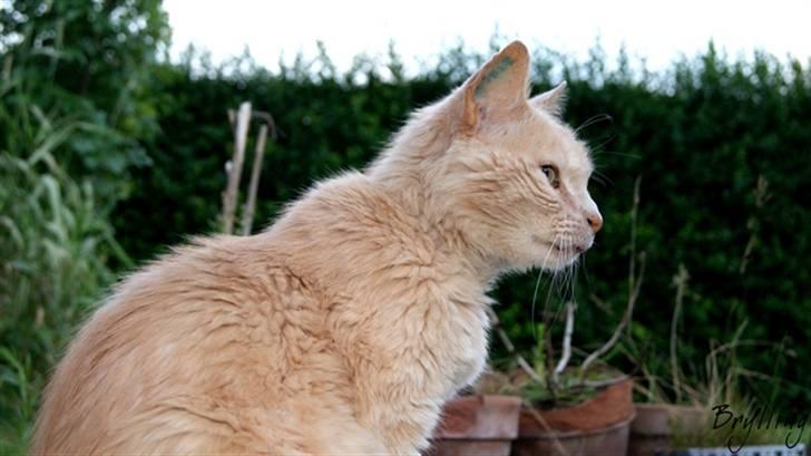 Blanding af racer Louie AFLIVET billede 15