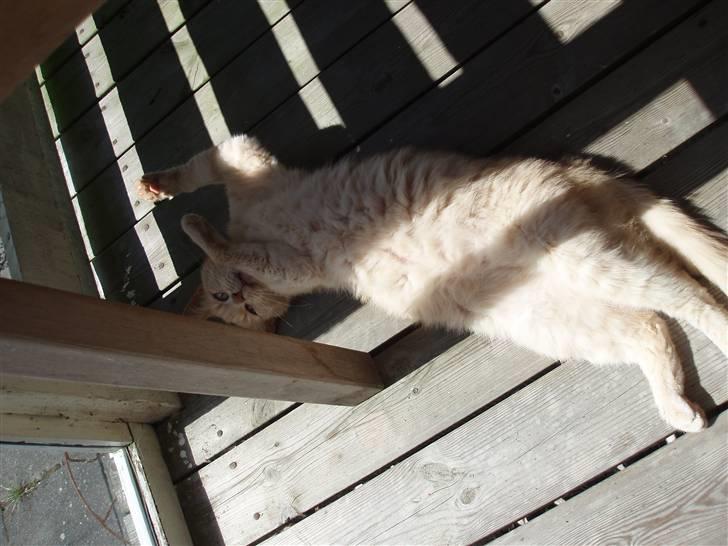 Blanding af racer Louie AFLIVET billede 16