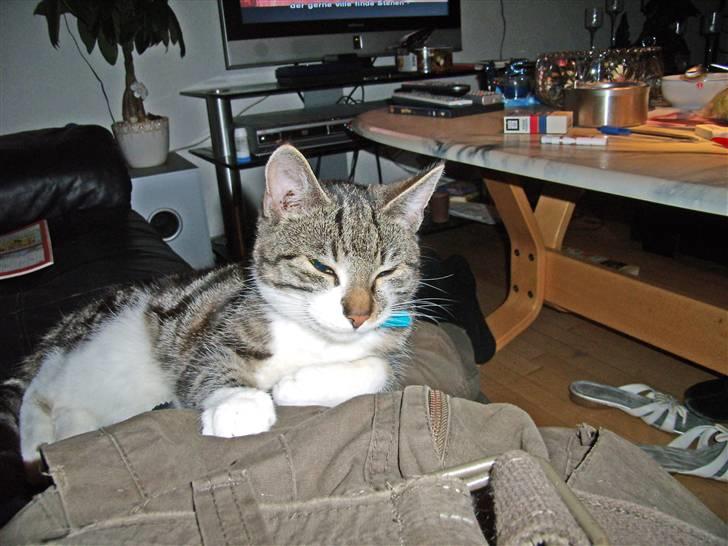 Huskat Buster - Hvorfor vækkede du mig billede 1