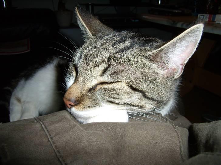 Huskat Buster - Fars ben er en god pude billede 2