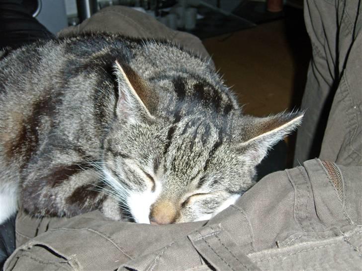 Huskat Buster billede 3