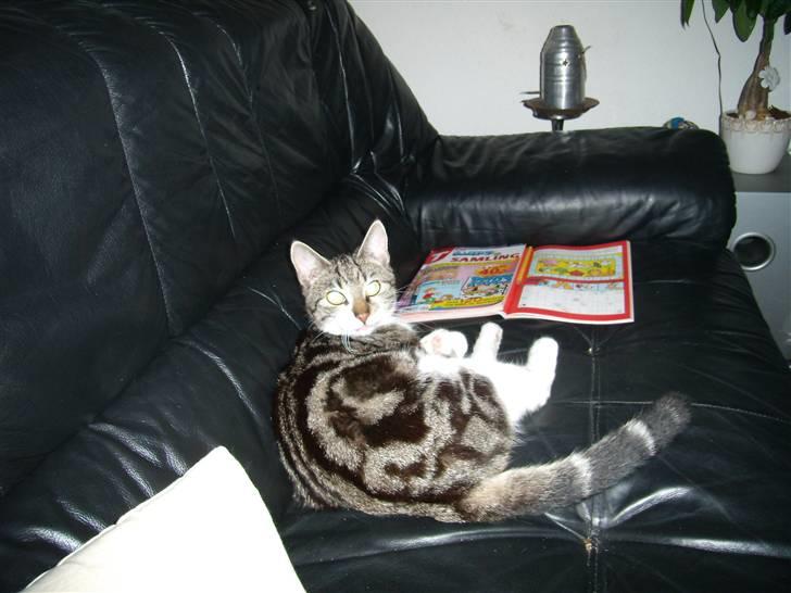 Huskat Buster - Jeg har altså ingen fotogener. billede 4