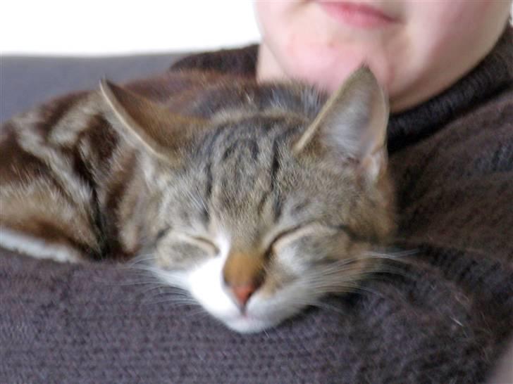 Huskat Buster - Mor klø mig lige bag øret billede 5