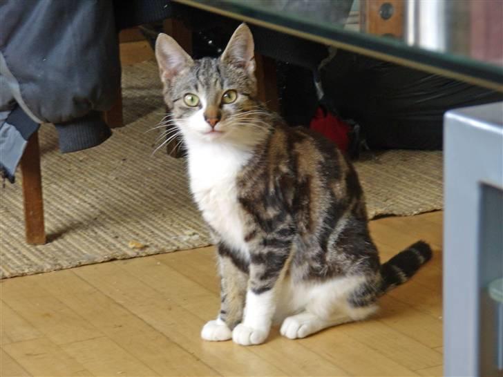 Huskat Buster - Hey, hvad sker der her. billede 6