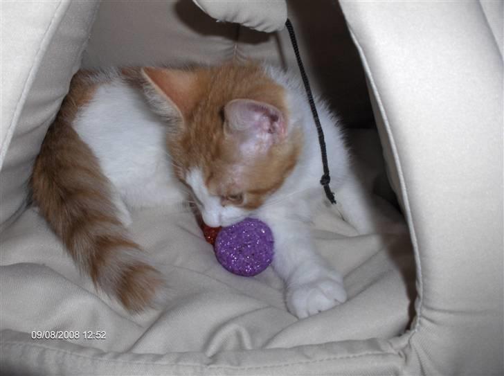 Huskat sunchine - Åhh hun hygger sig sådan. billede 6